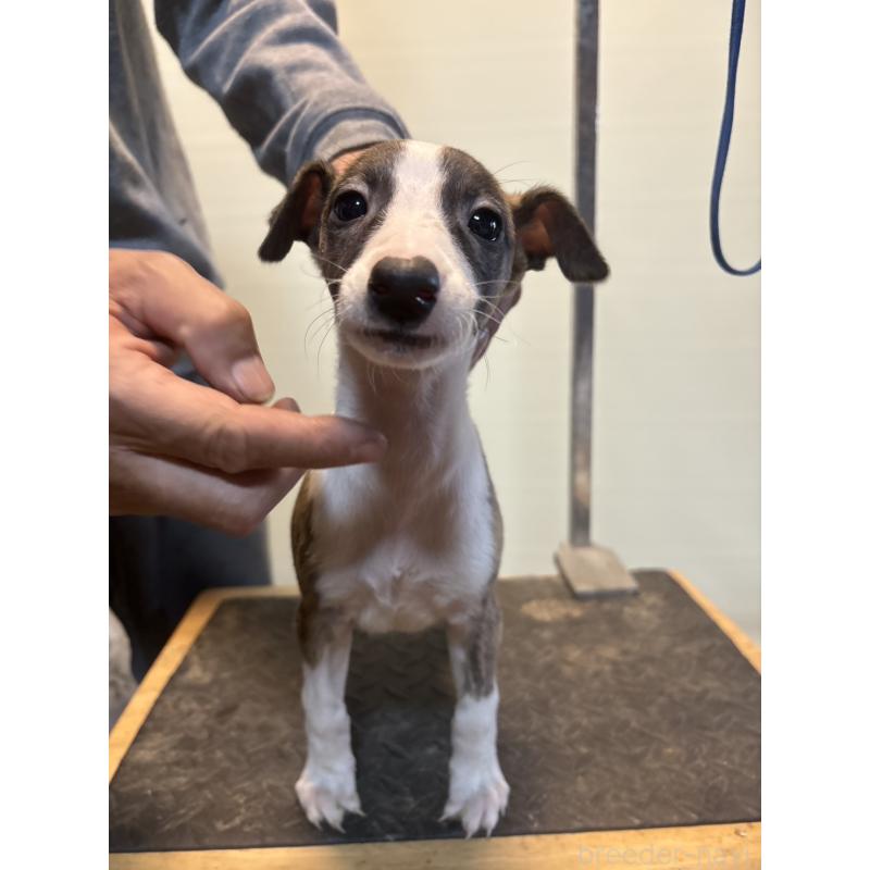 販売中の静岡県のウィペット-427597