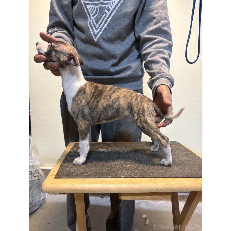 販売中の静岡県のウィペット-427597の3枚目