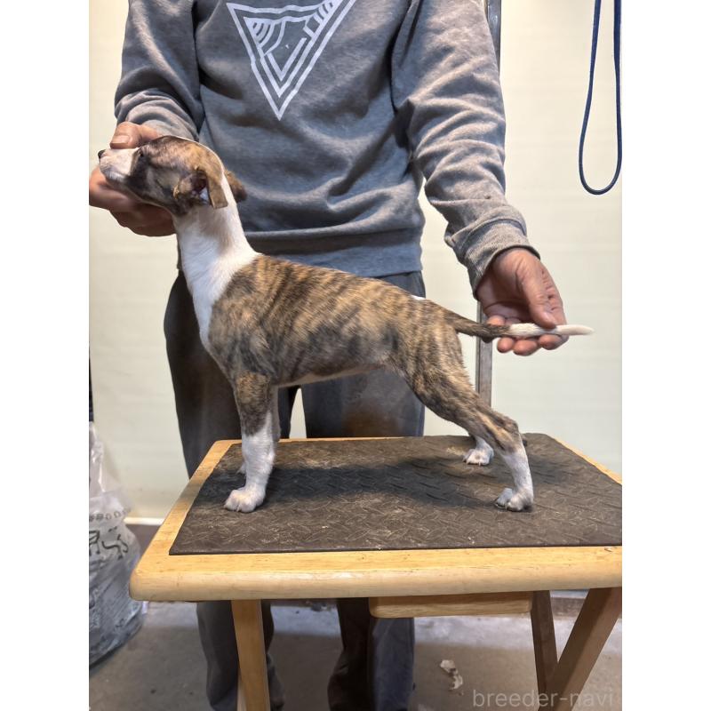 販売中の静岡県のウィペット-427597の2枚目