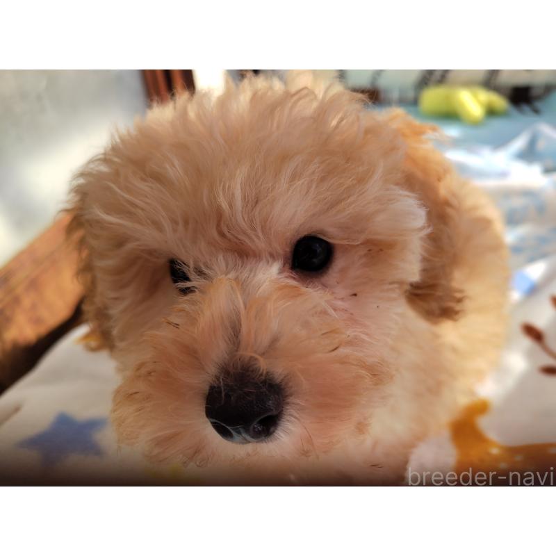 販売中の栃木県のトイプードル-415868の2枚目