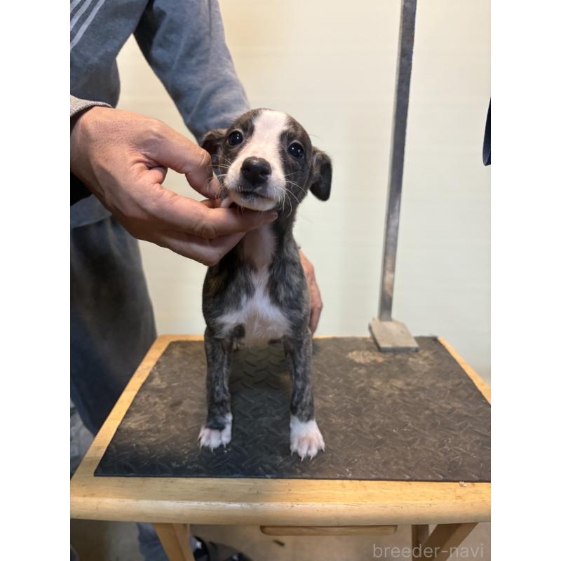 販売中の静岡県のウィペット-427599の1枚目