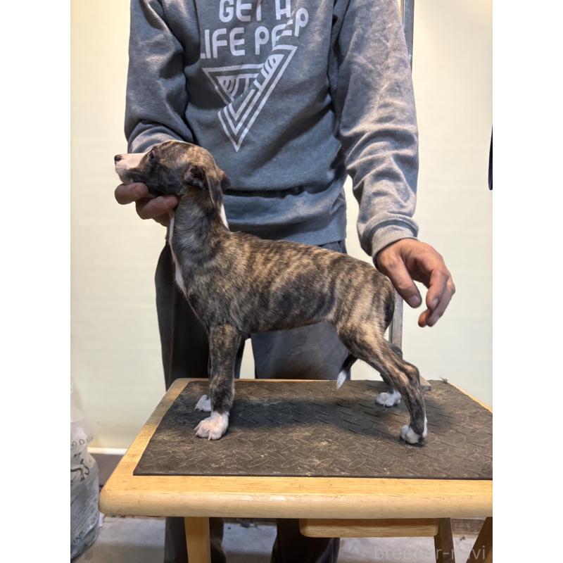 販売中の静岡県のウィペット-427599の2枚目