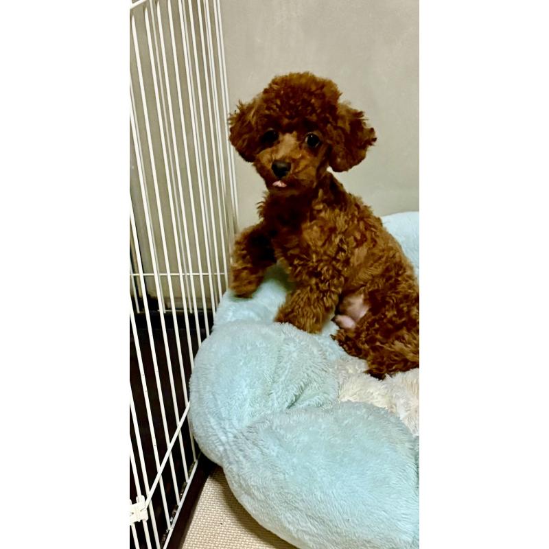 販売中の福岡県のティーカッププードル-401953の5枚目