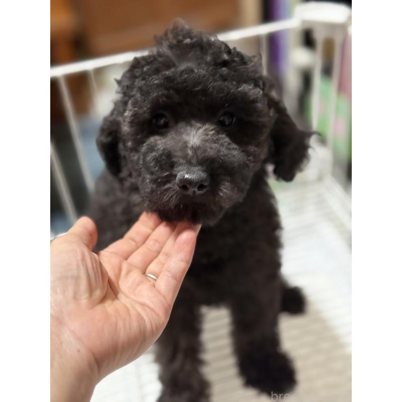 販売中の茨城県のトイプードル-421000の4枚目