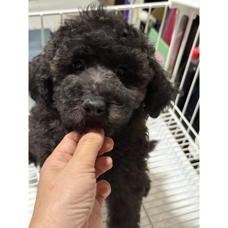 販売中の茨城県のトイプードル-421000の3枚目