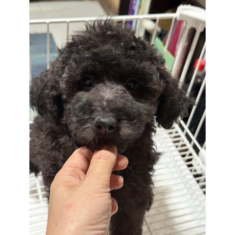 販売中の茨城県のトイプードル-421000の2枚目