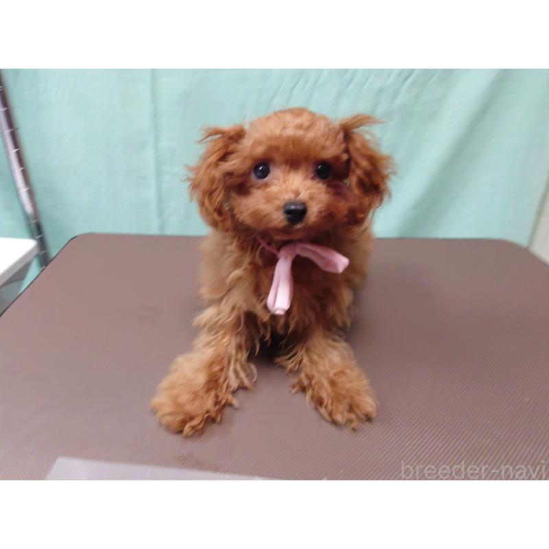 販売中の北海道のポメプー:ポメラニアン×トイプードル-413381の4枚目