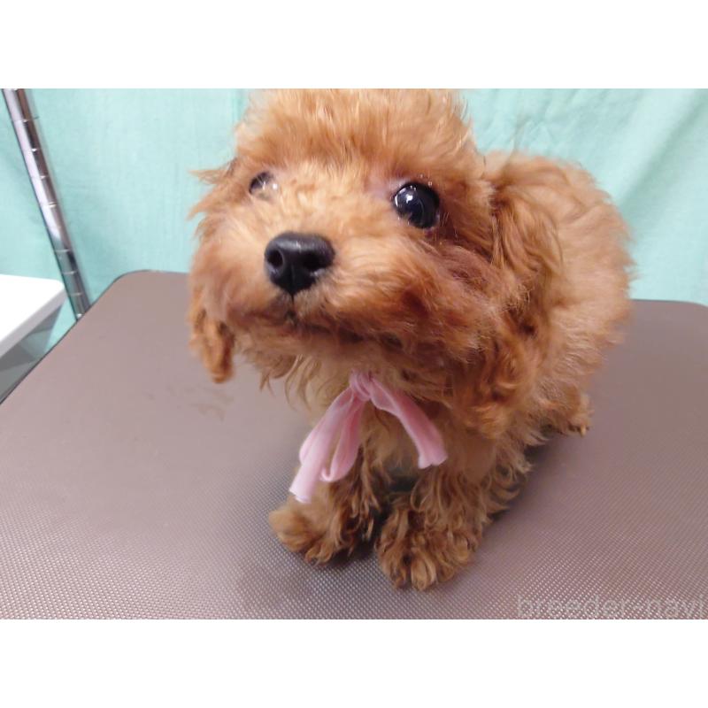 販売中の北海道のポメプー:ポメラニアン×トイプードル-413381の3枚目