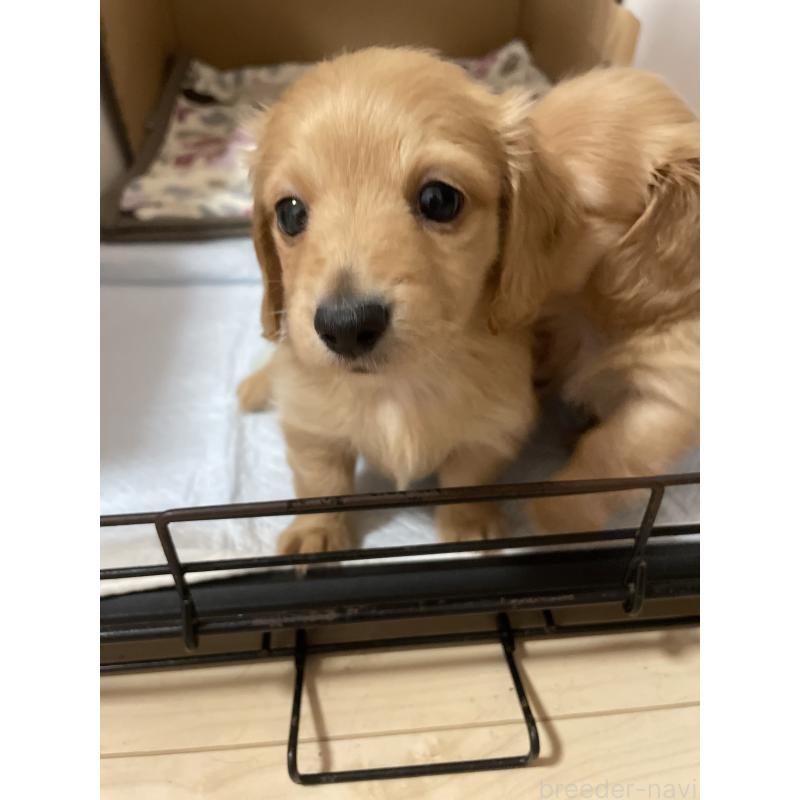 成約済の千葉県のミニチュアダックスフンド(ロングヘアード)-427600の4枚目