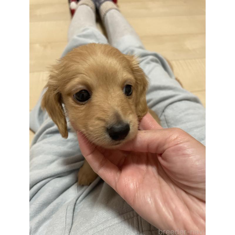 成約済の千葉県のミニチュアダックスフンド(ロングヘアード)-427600の3枚目