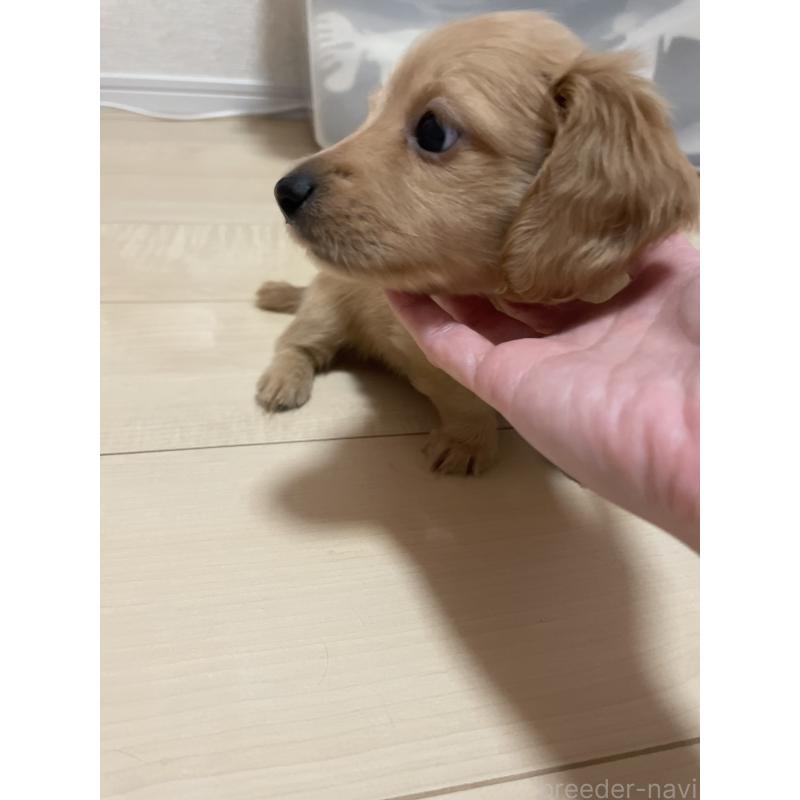 成約済の千葉県のミニチュアダックスフンド(ロングヘアード)-427600の2枚目