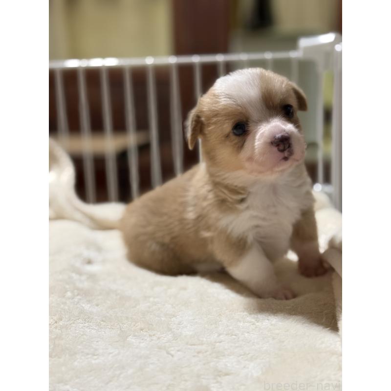 販売中の茨城県のウェルシュコーギーペンブローク-426609の3枚目