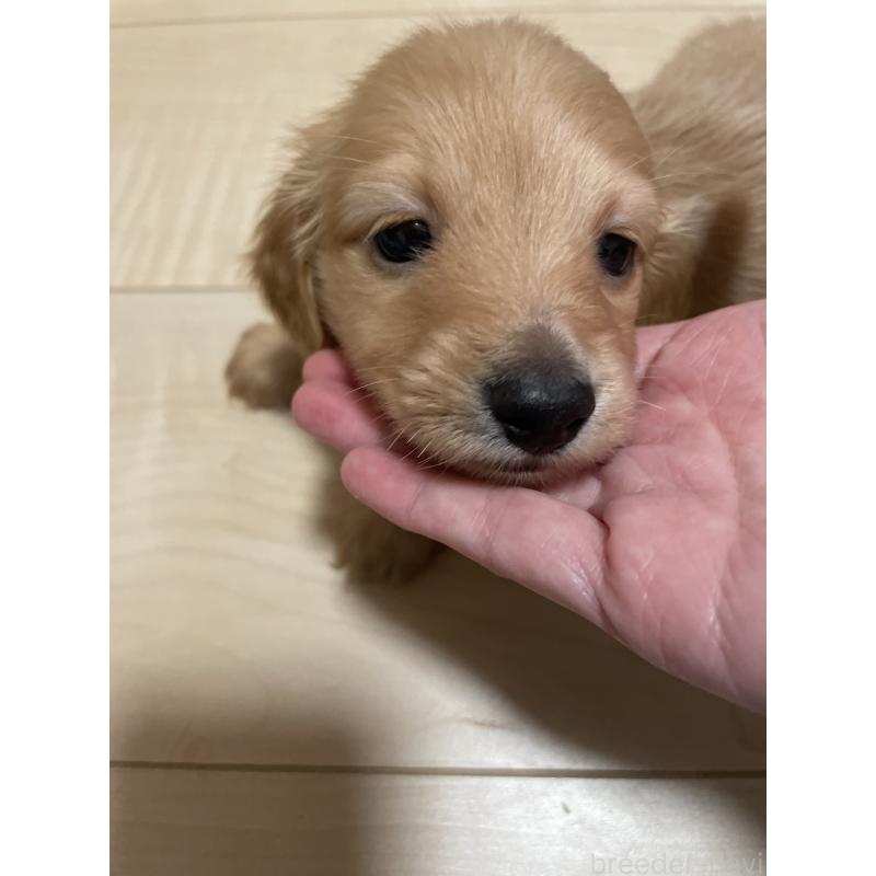 成約済の千葉県のミニチュアダックスフンド(ロングヘアード)-427051の7枚目