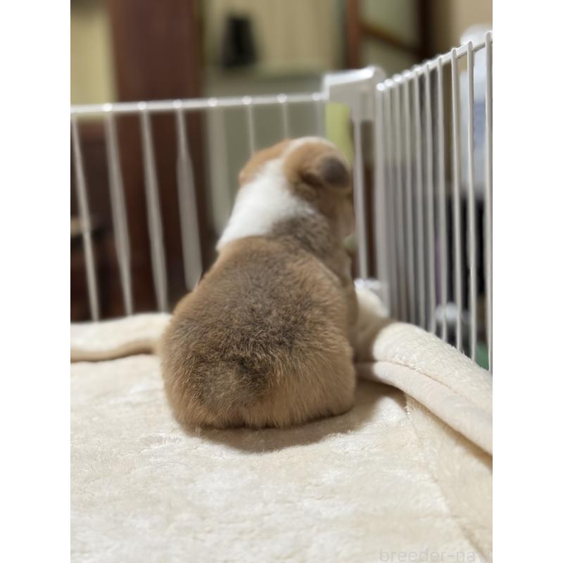 販売中の茨城県のウェルシュコーギーペンブローク-426609の2枚目