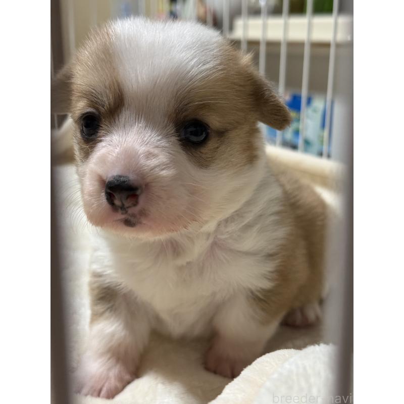 成約済の茨城県のウェルシュコーギーペンブローク-426608の3枚目