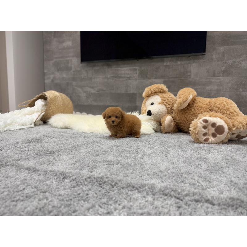 販売中の滋賀県のティーカッププードル-427601の7枚目