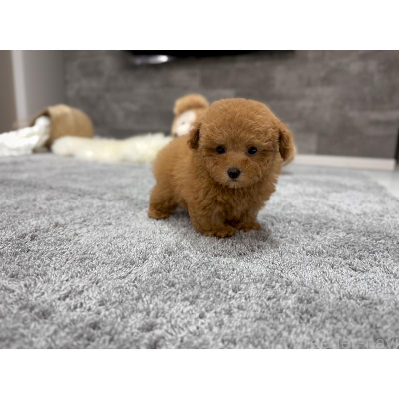 販売中の滋賀県のティーカッププードル-427601の6枚目