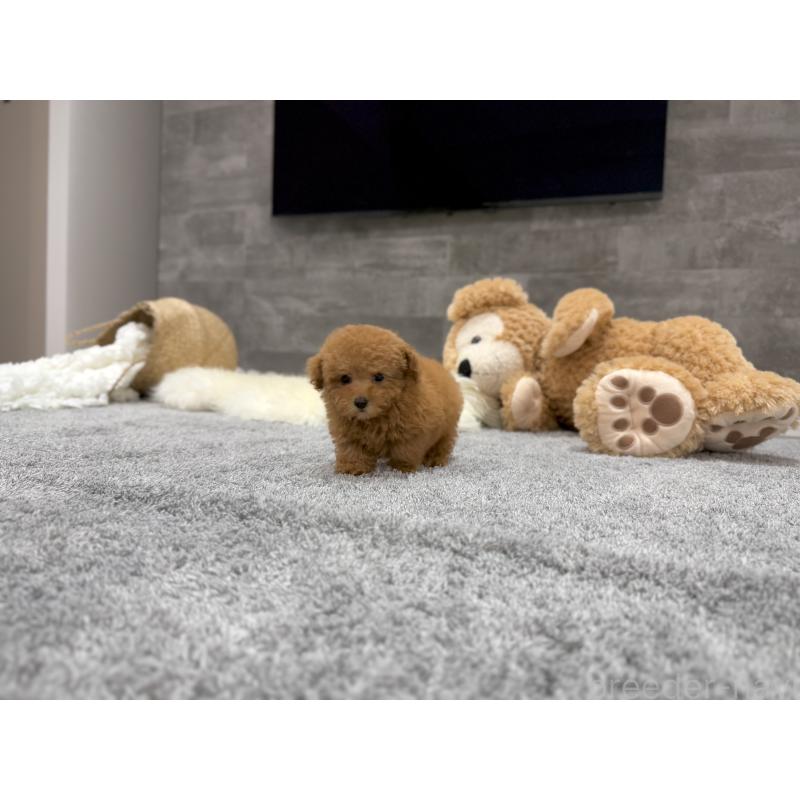 販売中の滋賀県のティーカッププードル-427601の5枚目