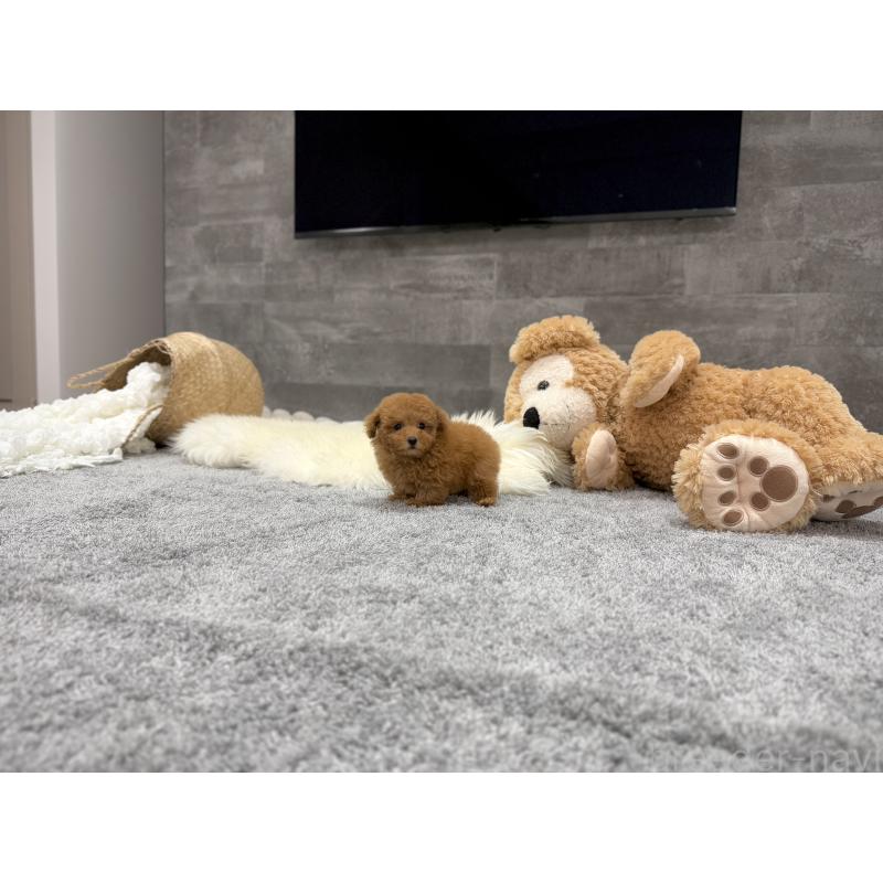 販売中の滋賀県のティーカッププードル-427601の4枚目