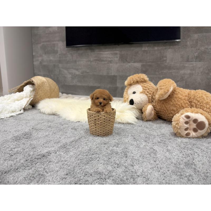 販売中の滋賀県のティーカッププードル-427601の3枚目