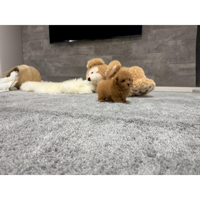 販売中の滋賀県のティーカッププードル-427601の2枚目