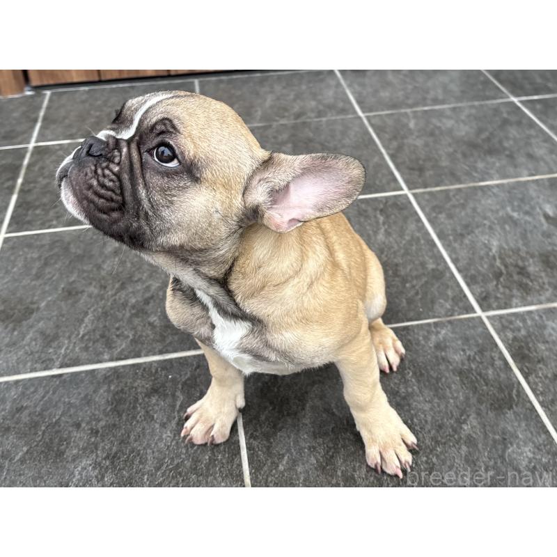 成約済の京都府のフレンチブルドッグ-407160の5枚目