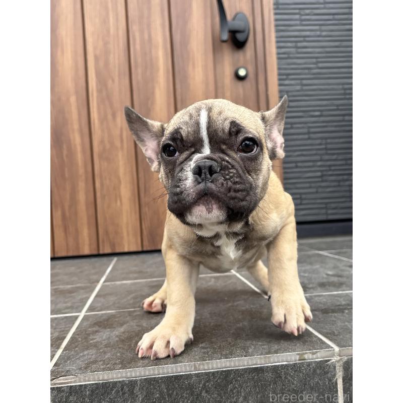 成約済の京都府のフレンチブルドッグ-407160の4枚目