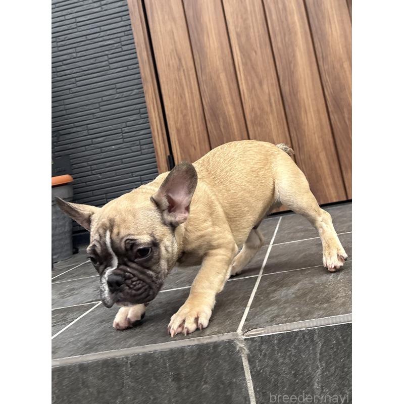 成約済の京都府のフレンチブルドッグ-407160の3枚目