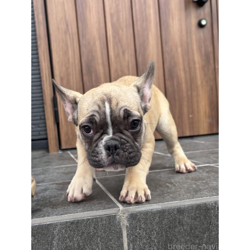 成約済の京都府のフレンチブルドッグ-407160の2枚目