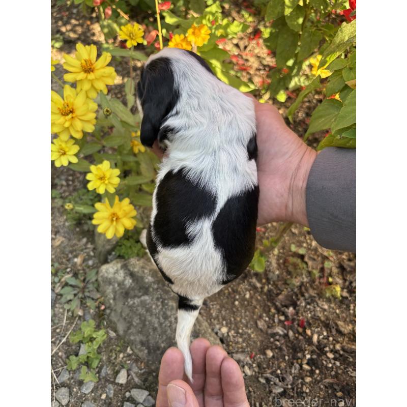 販売中の佐賀県のイングリッシュコッカースパニエル-427605の2枚目