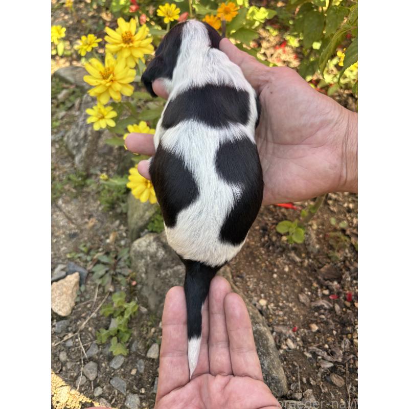 販売中の佐賀県のイングリッシュコッカースパニエル-427606の2枚目