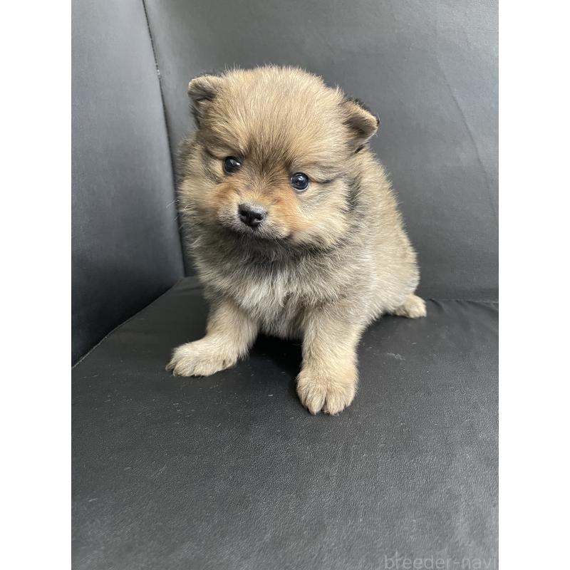 販売中の三重県のポメラニアン-427607の5枚目
