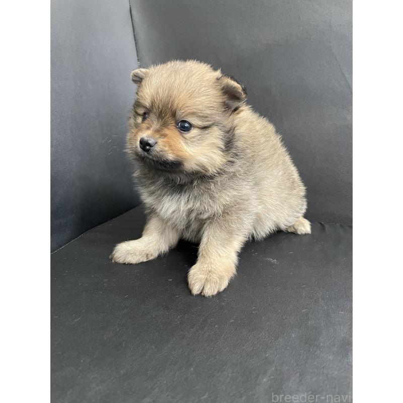 販売中の三重県のポメラニアン-427607の4枚目
