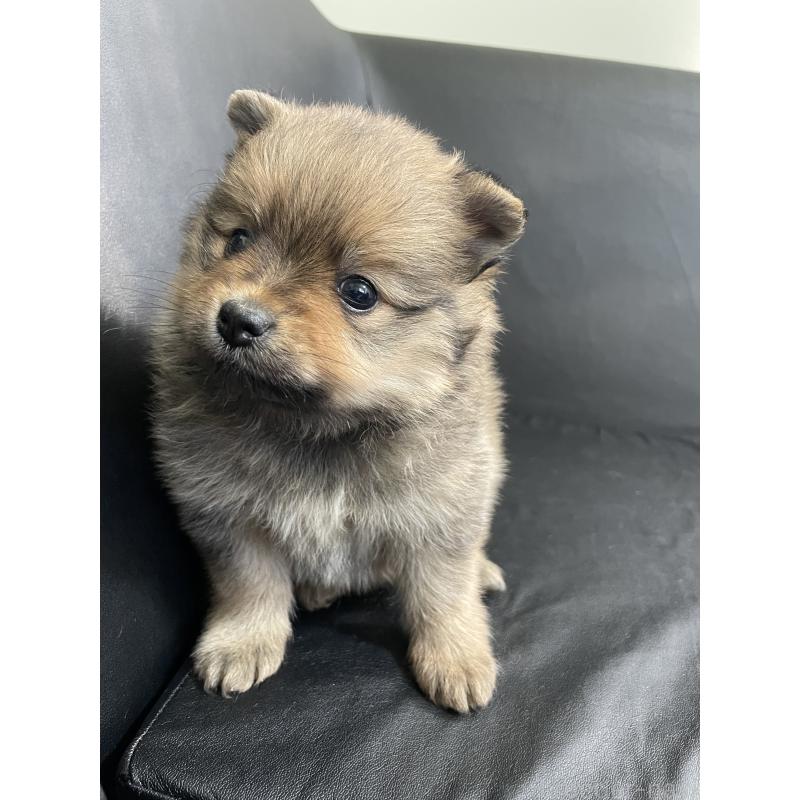 販売中の三重県のポメラニアン-427607の3枚目