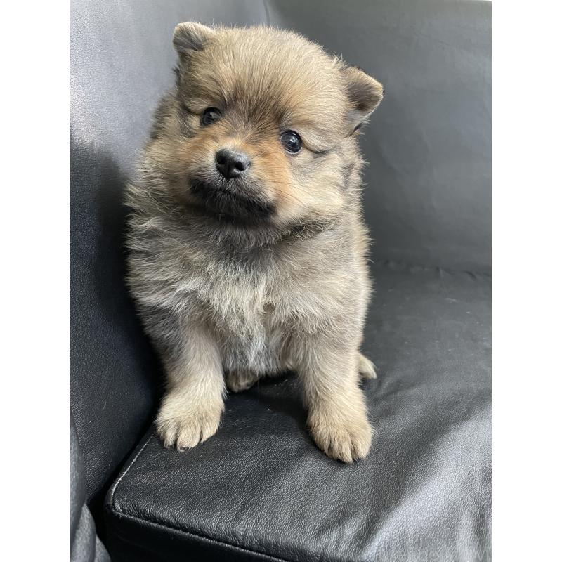販売中の三重県のポメラニアン-427607の2枚目