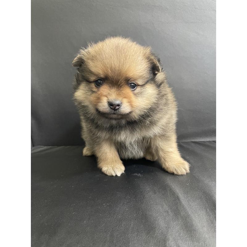 販売中の三重県のポメラニアン-427608の5枚目