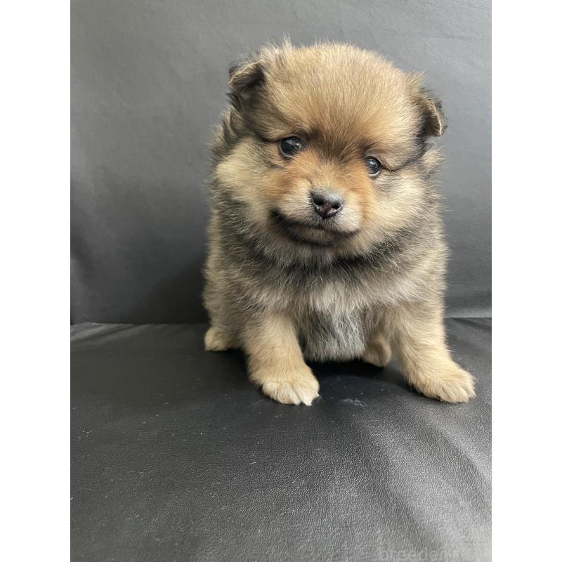 販売中の三重県のポメラニアン-427608の4枚目