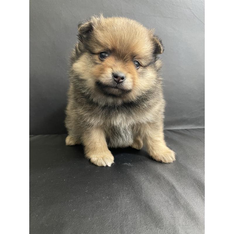 販売中の三重県のポメラニアン-427608の3枚目