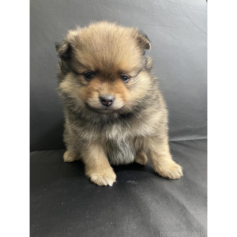 販売中の三重県のポメラニアン-427608の2枚目