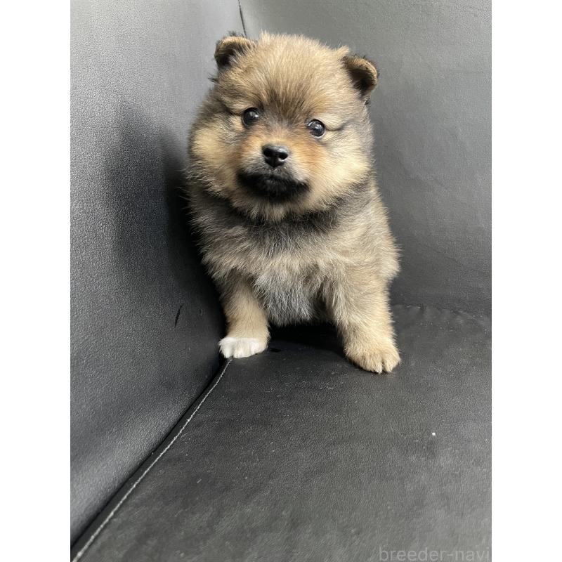 販売中の三重県のポメラニアン-427609の6枚目