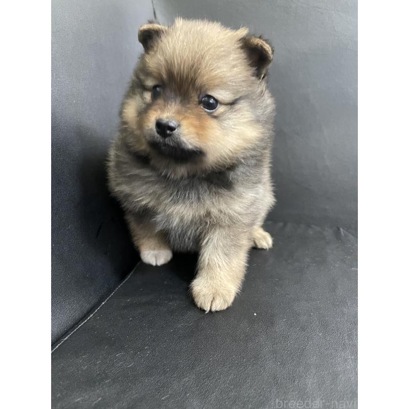 販売中の三重県のポメラニアン-427609の5枚目