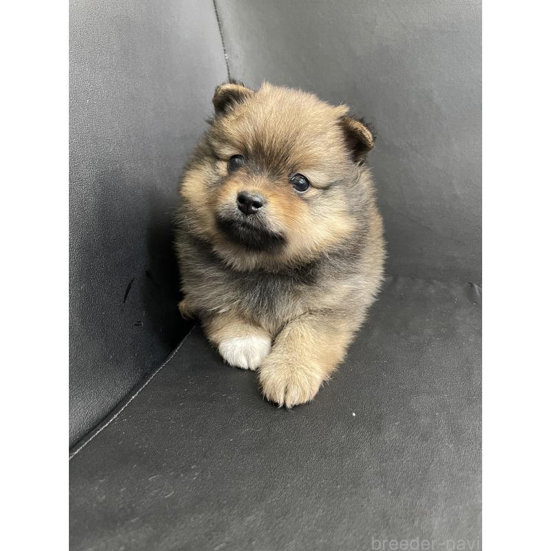 販売中の三重県のポメラニアン-427609の4枚目