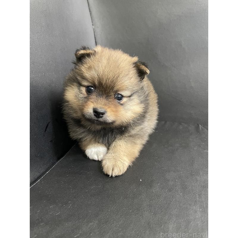 販売中の三重県のポメラニアン-427609の3枚目