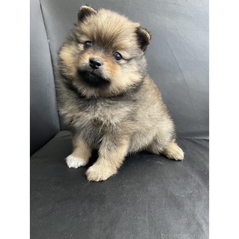 販売中の三重県のポメラニアン-427609の2枚目