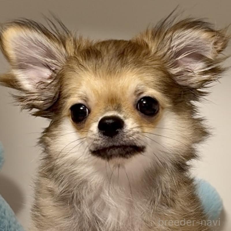 販売中の東京都のチワワ(ロングコート)-413075