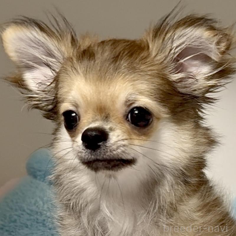 成約済の東京都のチワワ(ロングコート)-413075の4枚目