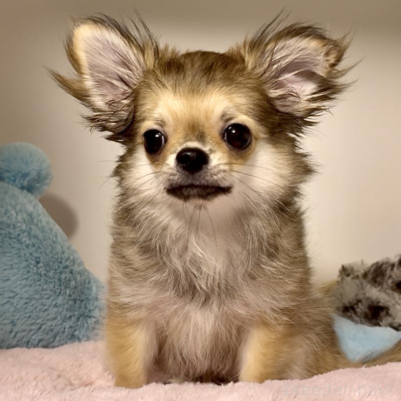 成約済の東京都のチワワ(ロングコート)-413075の3枚目