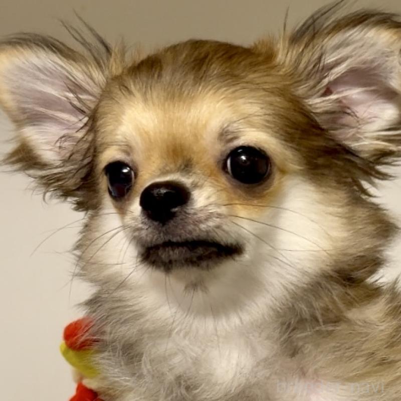 成約済の東京都のチワワ(ロングコート)-413075の2枚目