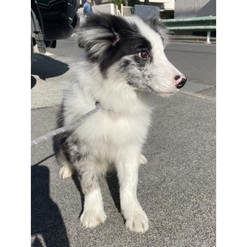 販売中の東京都のボーダーコリー-427382の5枚目