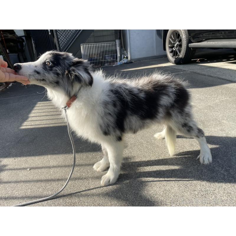 販売中の東京都のボーダーコリー-427382の4枚目